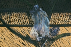 Francis-Bacon-baboon