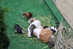 Guinea pigs at the petting pen