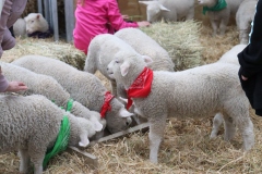 Lambs and kids on show