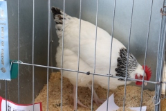 Chicken showing