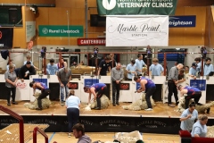 Sheep shearing competition