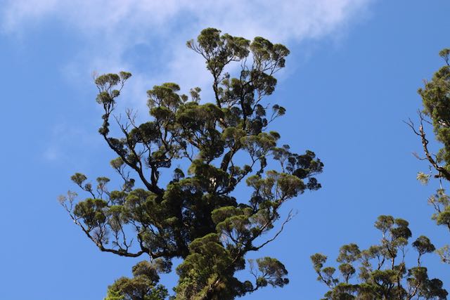 Men of the Trees