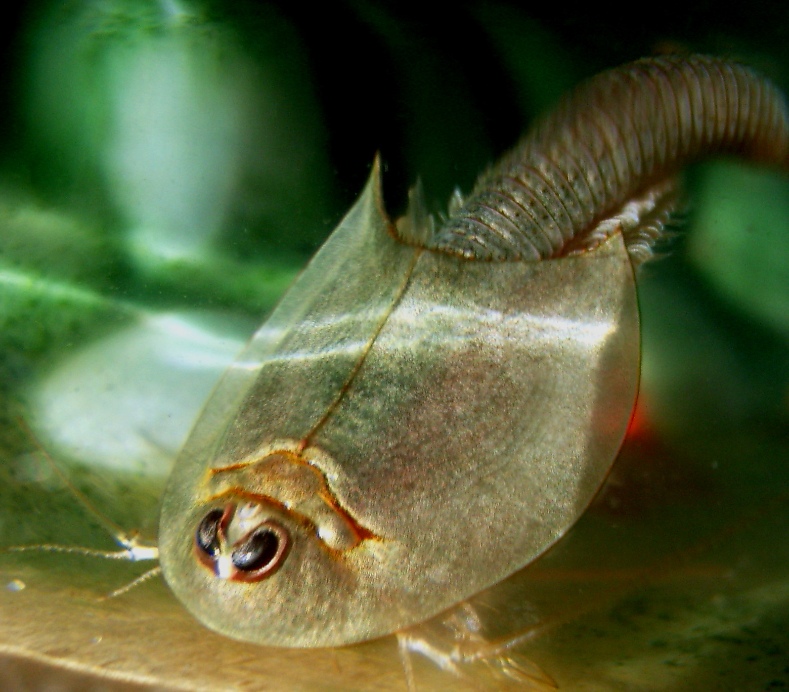 Crochet a Triops…